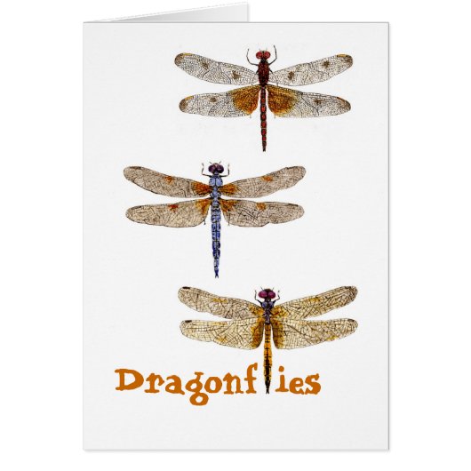 Dragonflies Cards (Front)