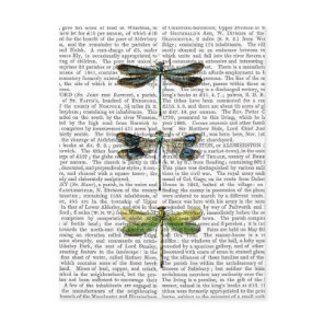 Dragonflies Print 3 Postcard