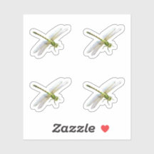 Dragonflies