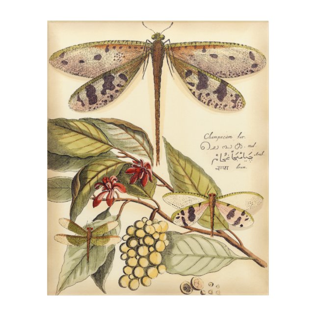 Dragonflies with Leaves and Fruit Acrylic Print (Front)