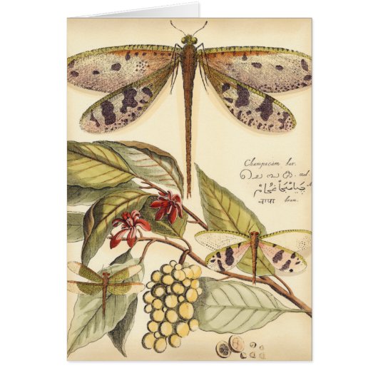 Dragonflies with Leaves and Fruit Cards (Front)