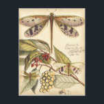 Dragonflies with Leaves and Fruit Postcard<br><div class="desc">Dragonflies float above leaves bearing fruit in this piece by Vision Studio. The trio of insects blend amazingly well with their background,  giving this print a lifelike quality. Order your copy today!</div>