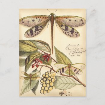Dragonflies With Leaves And Fruit Postcard by worldartgroup at Zazzle