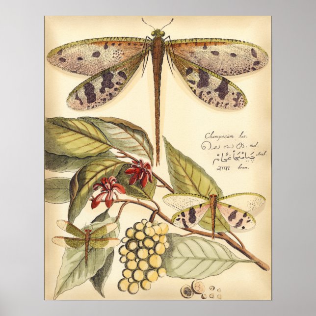 Dragonflies with Leaves and Fruit Poster (Front)