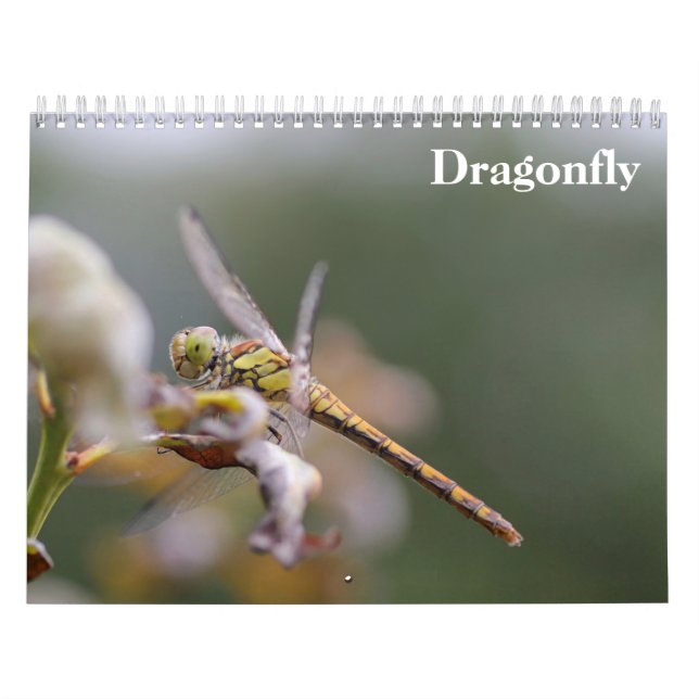 Dragonfly 2027 calendar (Cover)