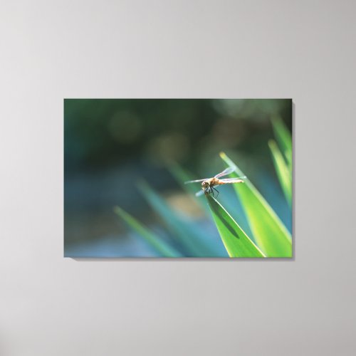 Dragonfly 2 canvas print