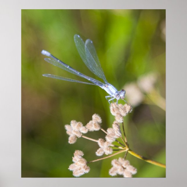 Dragonfly #2 poster (Front)