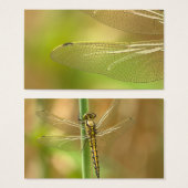 dragonfly-348433  dragonfly insect animal wing sum (Front & Back)