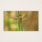 dragonfly-348433  dragonfly insect animal wing sum (Back)