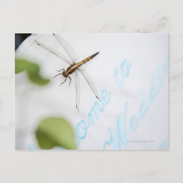Dragonfly 4 postcard (Front)