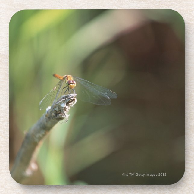 Dragonfly 5 beverage coaster (Front)