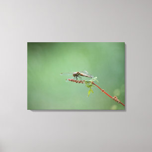 Dragonfly 5 canvas print