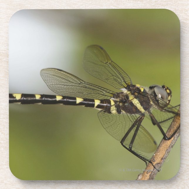 Dragonfly 5 drink coaster (Front)