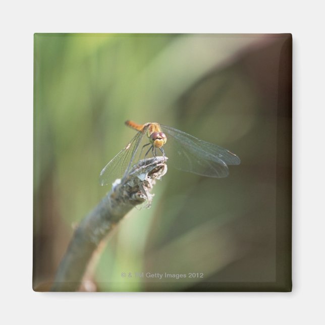Dragonfly 5 magnet (Front)