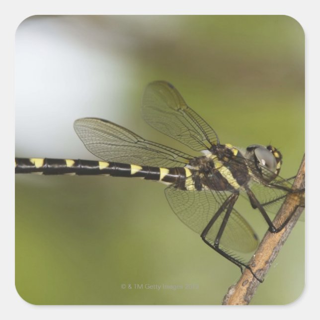 Dragonfly 5 square sticker (Front)