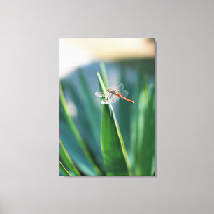 Dragonfly 8 canvas print
