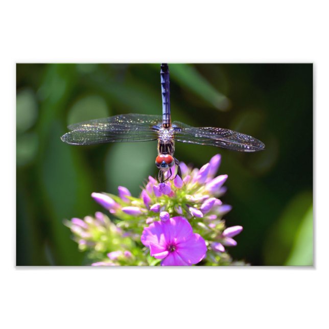 Dragonfly and Davids Lavender Phlox Photo Print (Front)