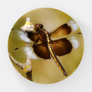 Dragonfly Art Nature Paperweight
