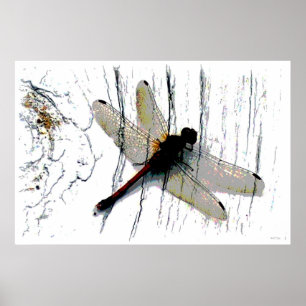 Dragonfly Art Photography Poster