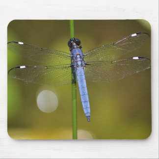 Dragonfly at rest on a mousepad