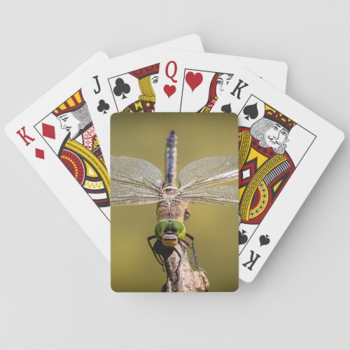 Dragonfly at rest playing cards