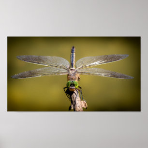 Dragonfly at rest poster