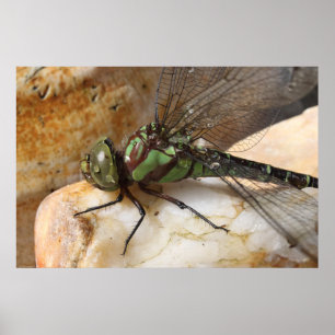 Dragonfly at Rest Poster