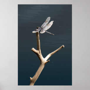 Dragonfly at Rest Poster