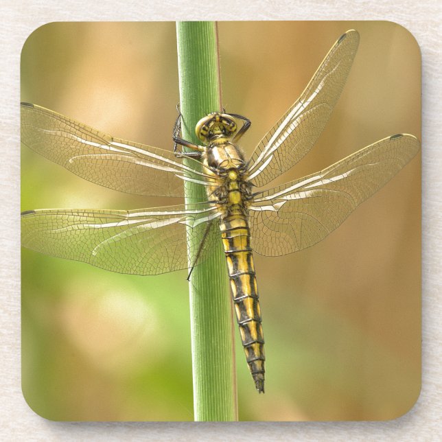 Dragonfly Beverage Coaster (Front)