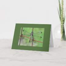 Dragonfly Birthday Card