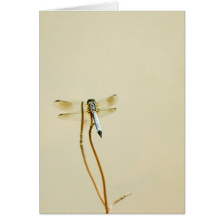Dragonfly (Blank) Cards