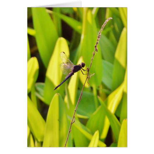Dragonfly Blue and black on grass. (Front)