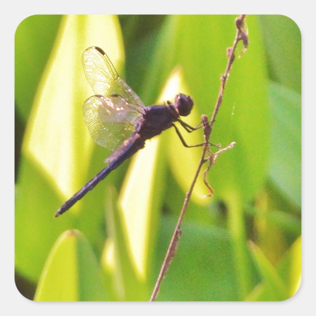 Dragonfly Blue and black on grass. Square Sticker (Front)