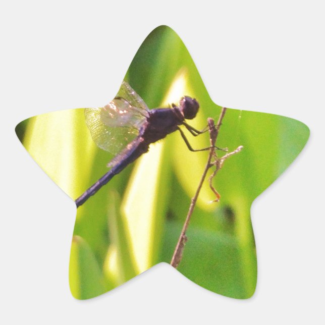 Dragonfly Blue and black on grass. Star Sticker (Front)