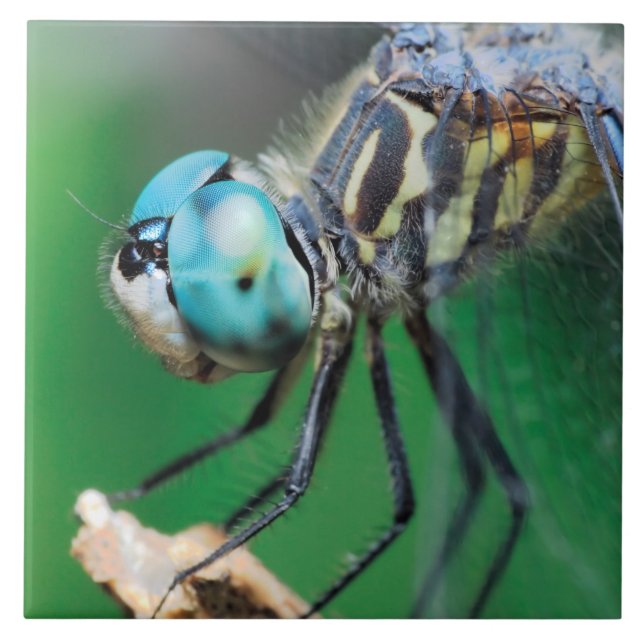 Dragonfly Blue Darner Close-up Eyes Ceramic Tile (Front)