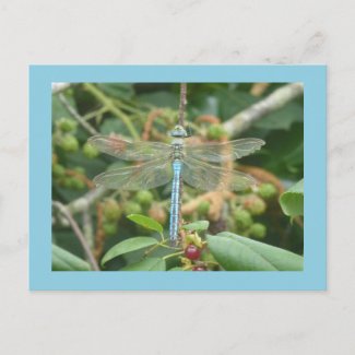 Dragonfly Blue Emperor with Border DIY Postcard