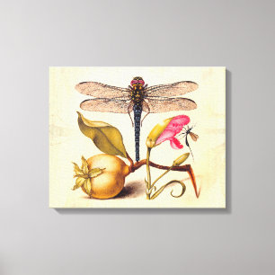 Dragonfly Botanical Nature Wildlife Hoefnagel Art Canvas Print