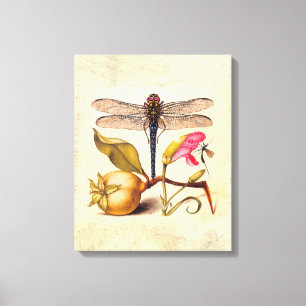 Dragonfly Botanical Nature Wildlife Hoefnagel Art Canvas Print