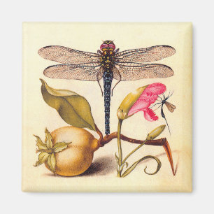 Dragonfly Botanical Nature Wildlife Hoefnagel Art Magnet