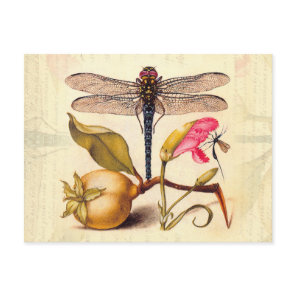 Dragonfly Botanical Nature Wildlife Hoefnagel Art Postcard