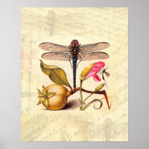 Dragonfly Botanical Nature Wildlife Hoefnagel Art Poster