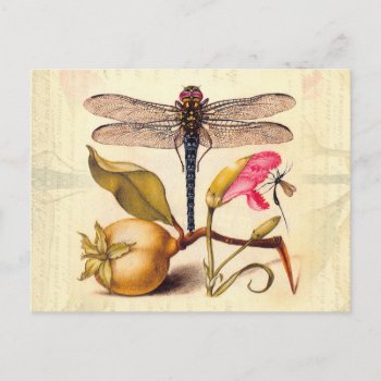 Dragonfly Botanical Nature Wildlife Postcard by antiqueart at Zazzle