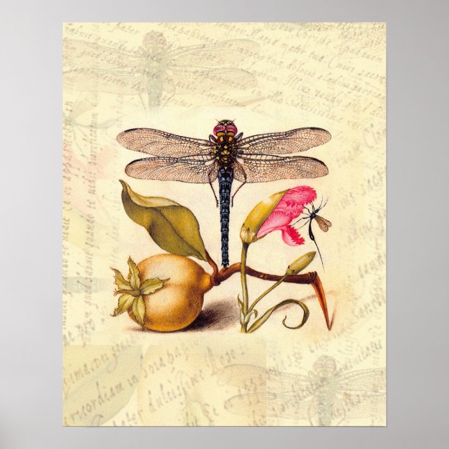 Dragonfly Botanical Nature Wildlife Poster (Front)