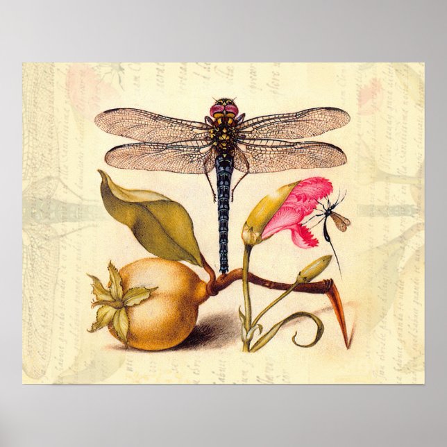 Dragonfly Botanical Nature Wildlife Poster (Front)