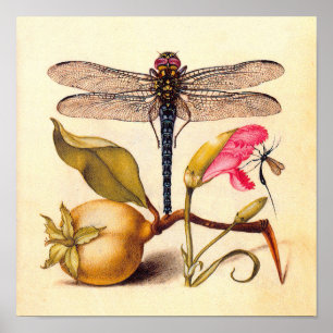 Dragonfly Botanical Nature Wildlife Poster