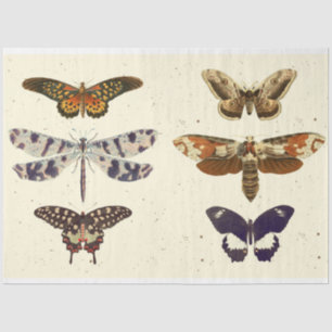 Dragonfly Butterfly moth decoupageTissue Paper