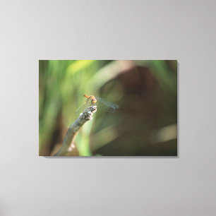 Dragonfly Canvas Print