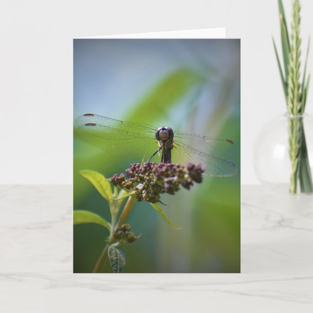 Dragonfly, card (Front)