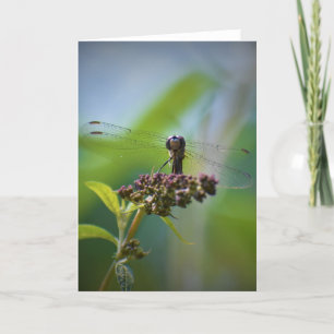 Dragonfly, card
