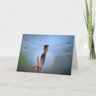 Dragonfly, card